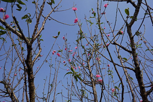 Hoa đào Tết Nhật Tân nở sớm